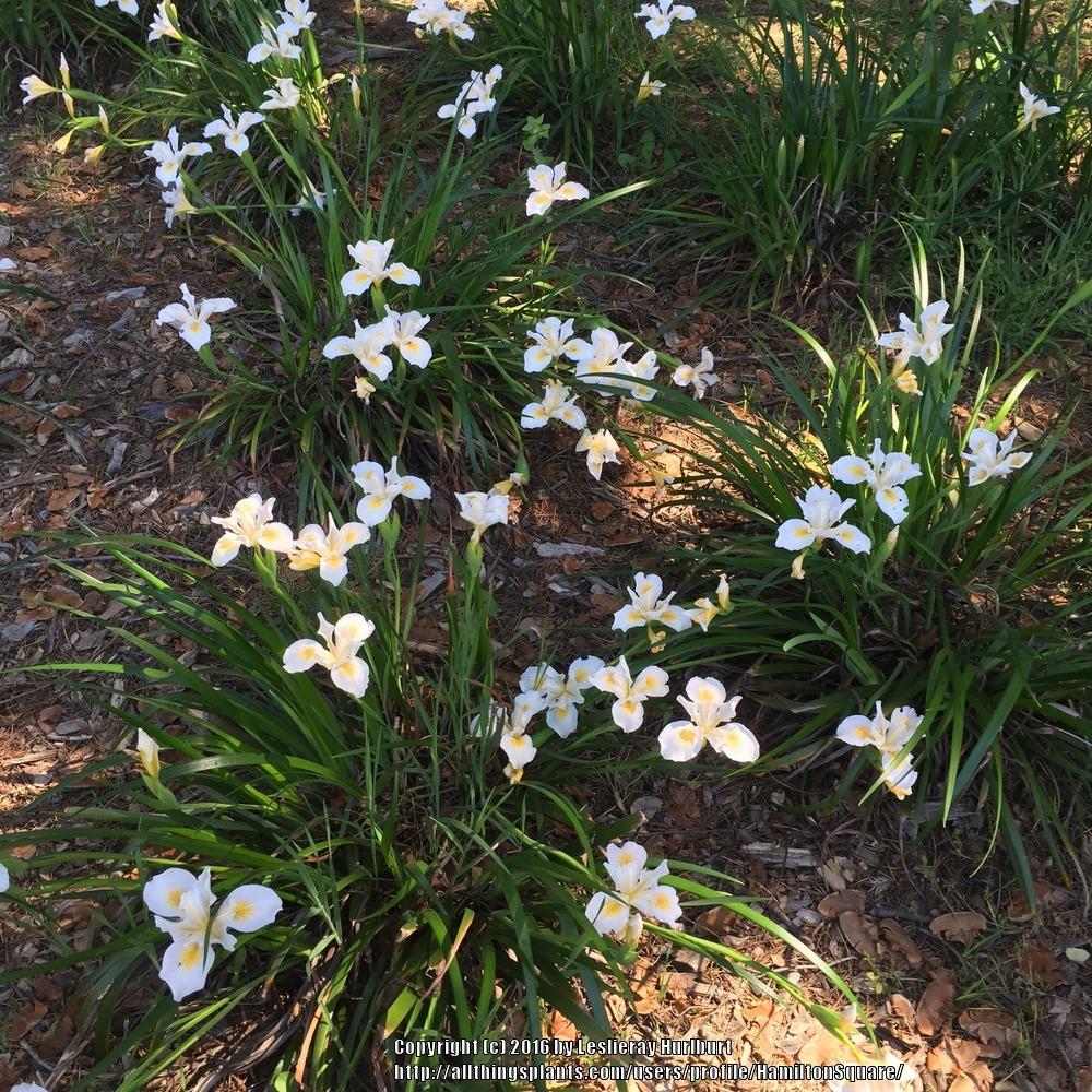 Photo of the entire plant of Pacific Coast Iris (Iris 'Canyon Snow