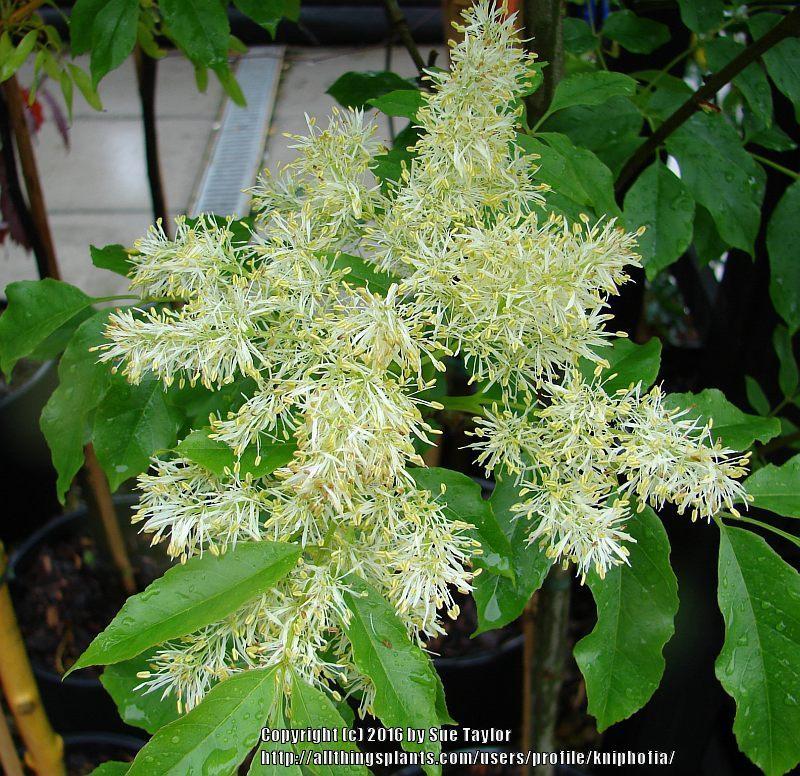 European Beech (Fagus sylvatica 'Obelisk') - Garden.org