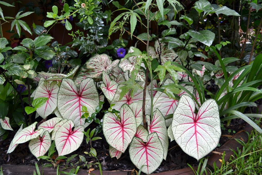 Caladiums Plant Care and Collection of Varieties