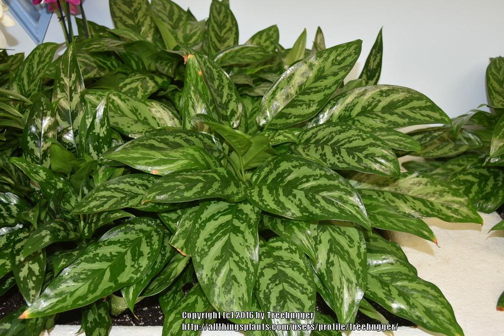Chinese Evergreen (Aglaonema &lsquo;Mary Ann&rsquo;) in the Aglaonemas Database