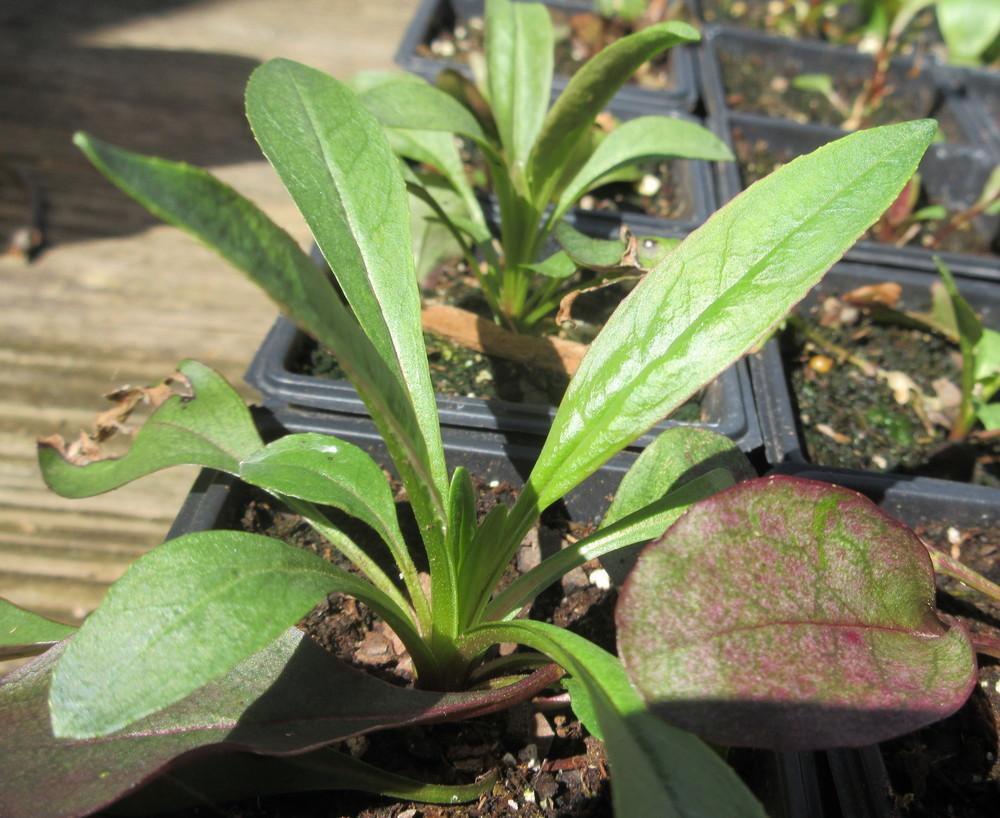Photo of the seedling or young plant of Foxglove Beardtongue (Penstemon