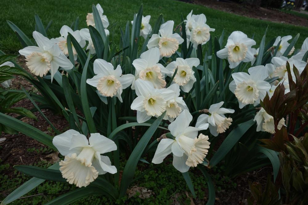 Photo of the entire plant of Trumpet Daffodil (Narcissus 'British