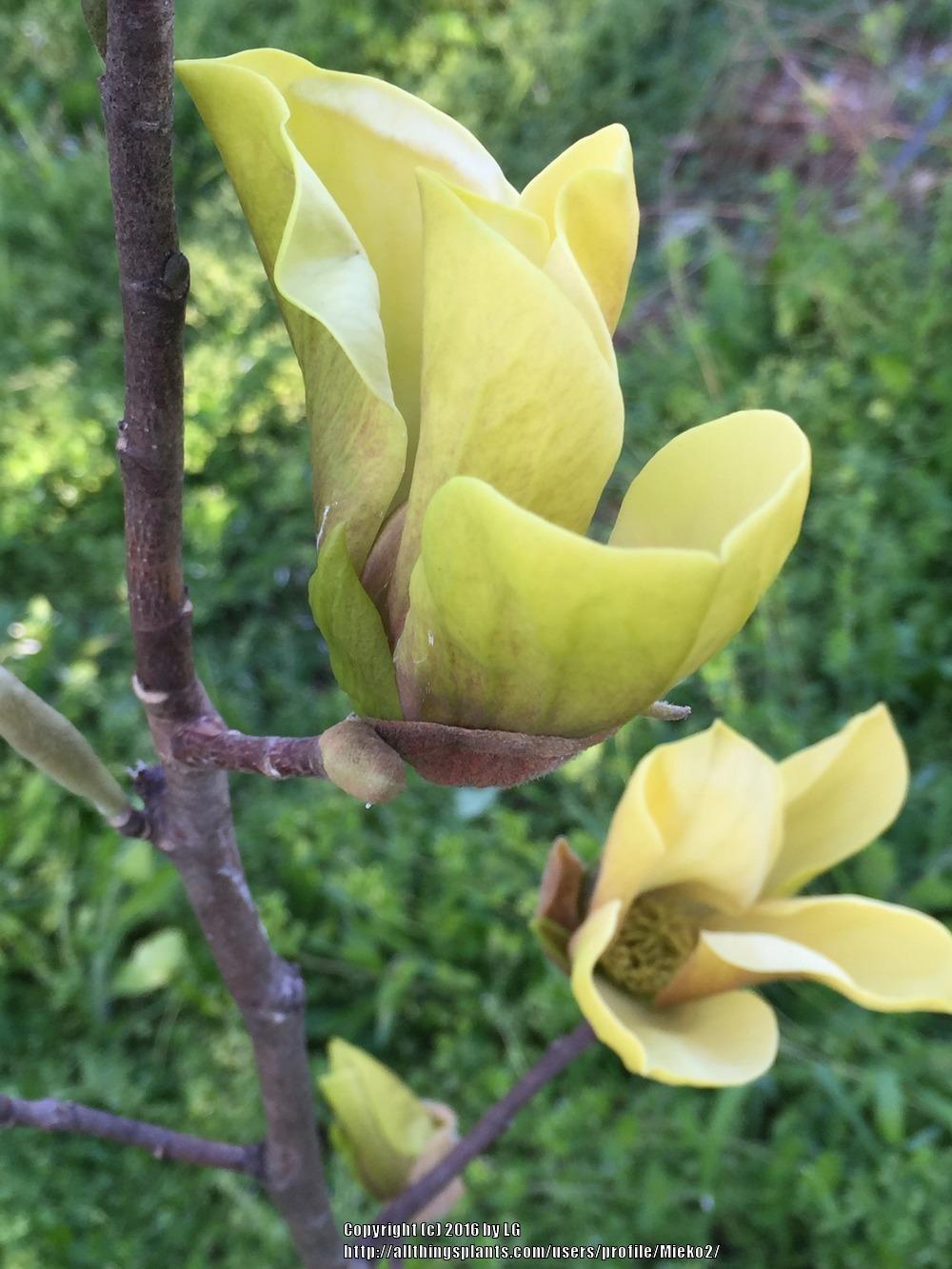 Magnolia 'Judy Zuk' in the Magnolias Database