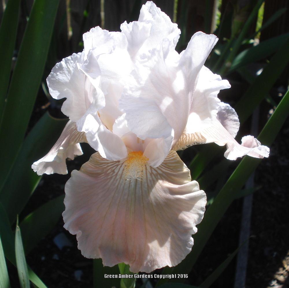Photo of the bloom of Border Bearded Iris (Iris 'Victorian Charmer') posted by lovemyhouse