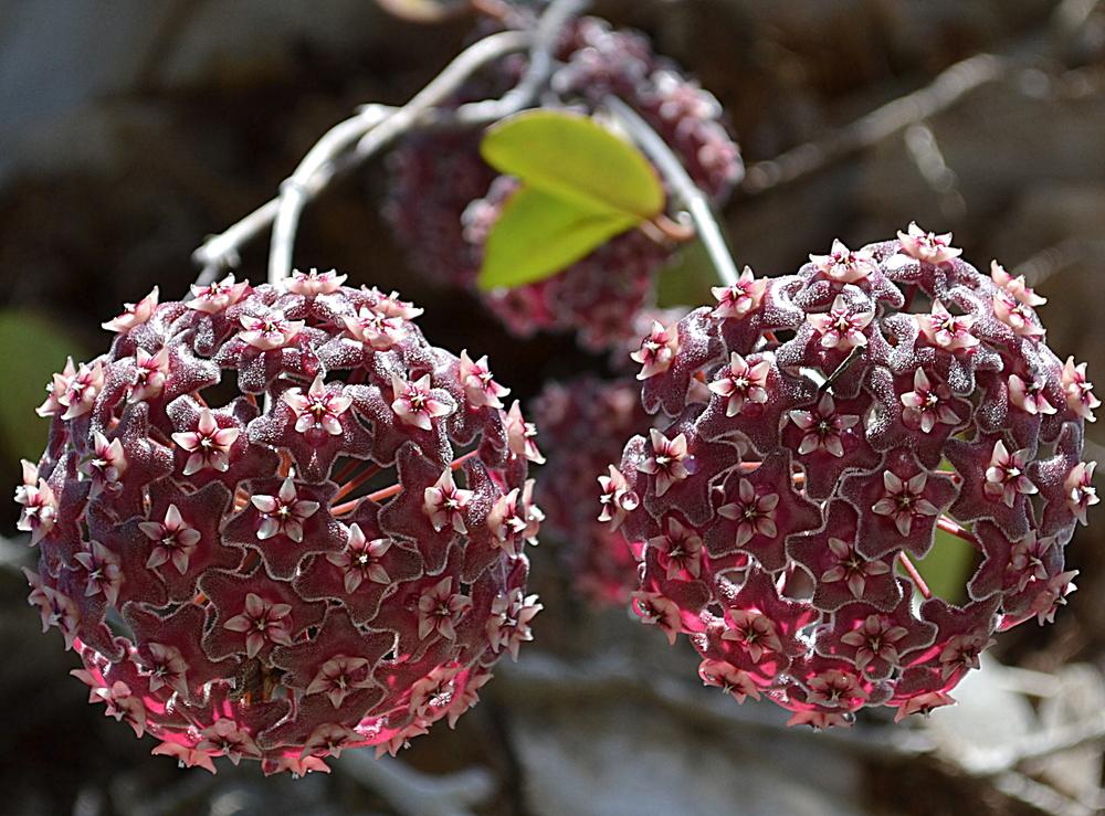 Hoyas Plant Care and Collection of Varieties