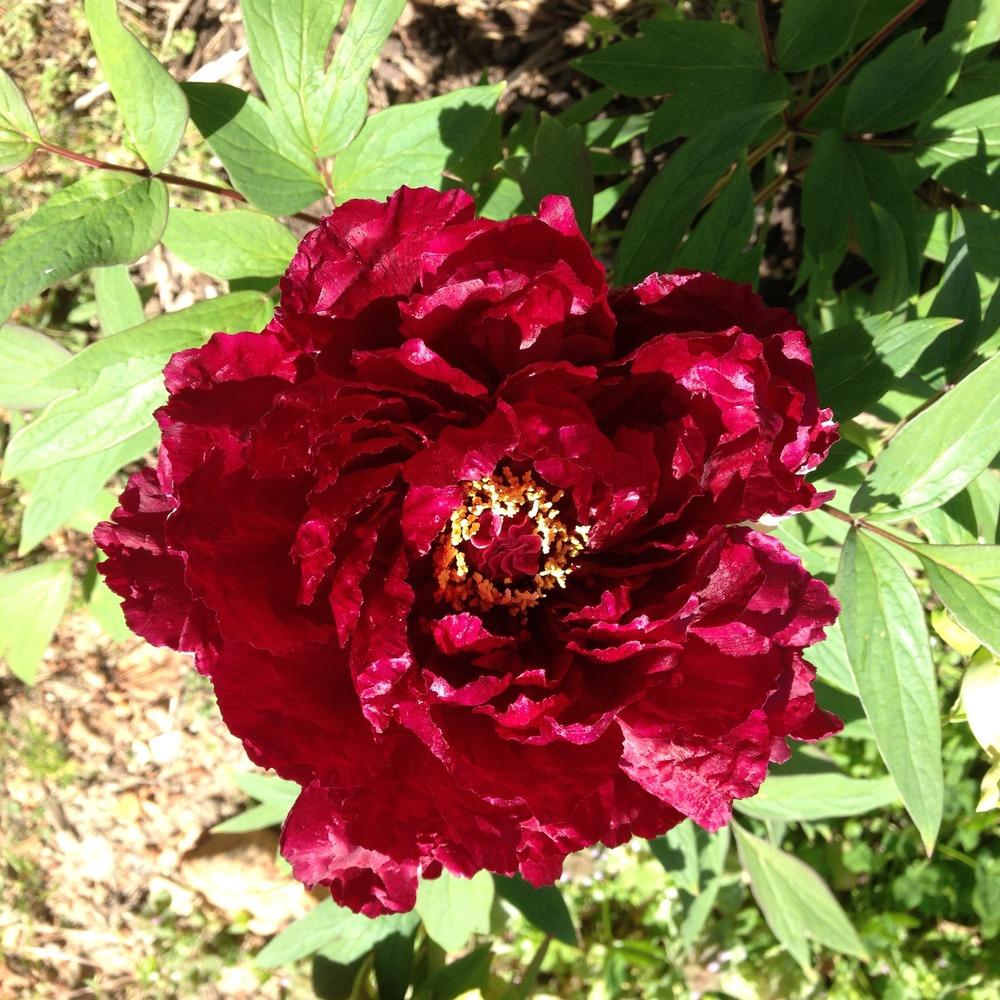 Japanese Tree Peony (Paeonia x suffruticosa 'Kokuryunishiki') in the