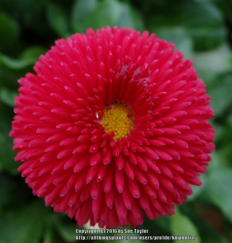 Daisy Bellis Perennis Tasso Deep Rose Garden Daisy Bellis Perennis Tasso Deep Rose Garden