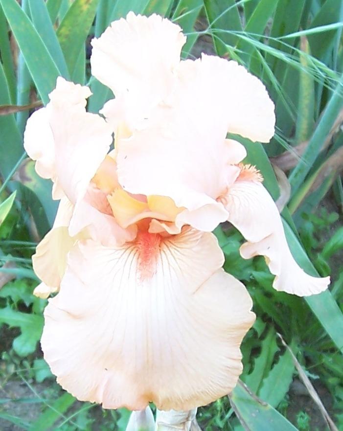 Tall Bearded Iris (Iris 'Salmon River') in the Irises Database
