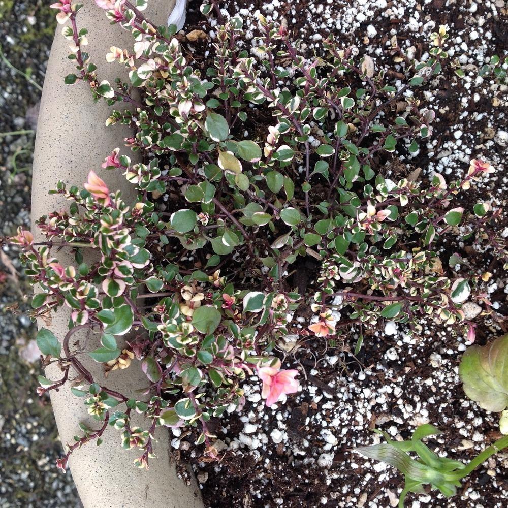 Photo of the entire plant of BroadLeaf Thyme (Thymus pulegioides