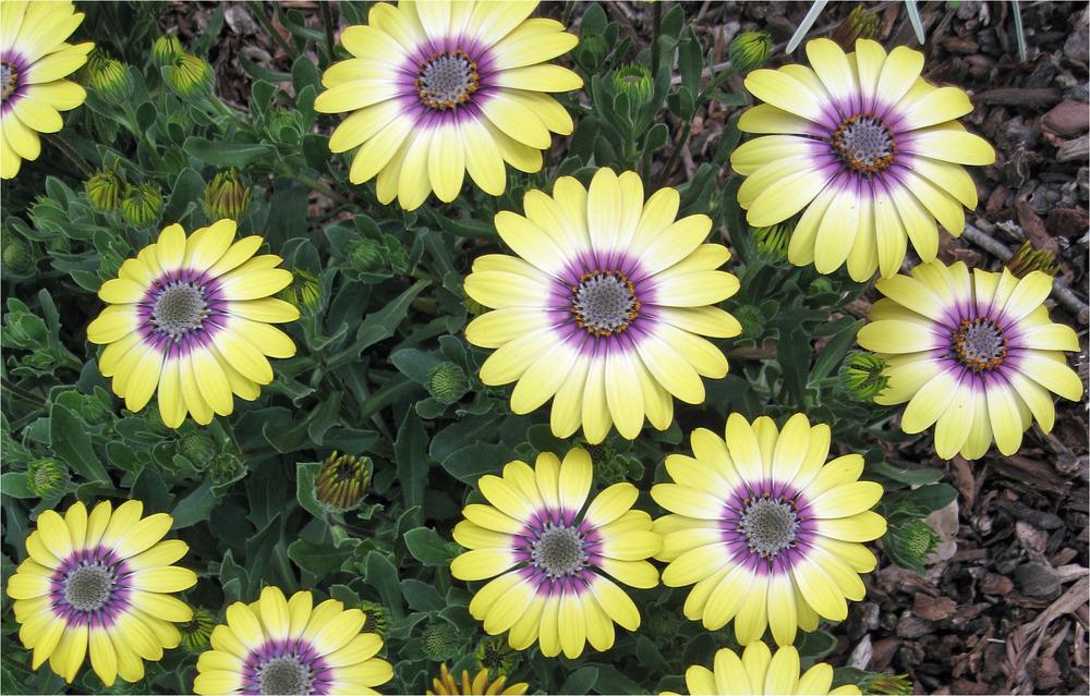 African Daisy (Osteospermum ecklonis Serenity™ Blue Eyed Beauty