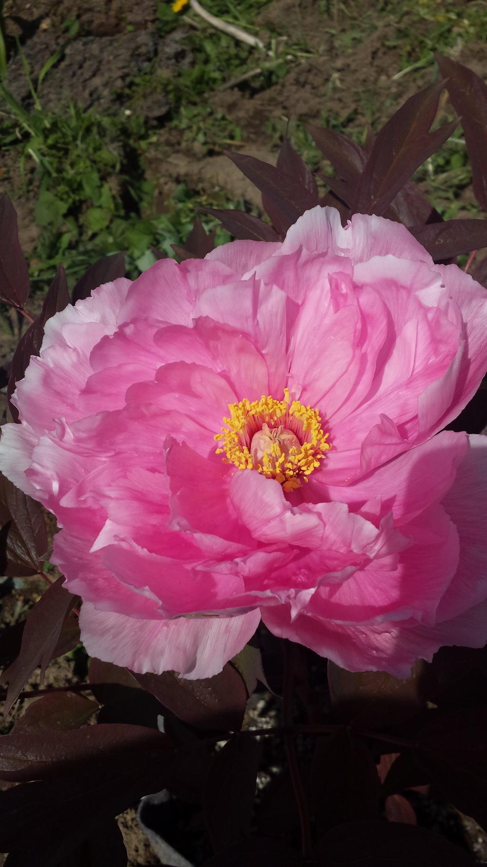 Photo of the bloom of Japanese Tree Peony (Paeonia x suffruticosa