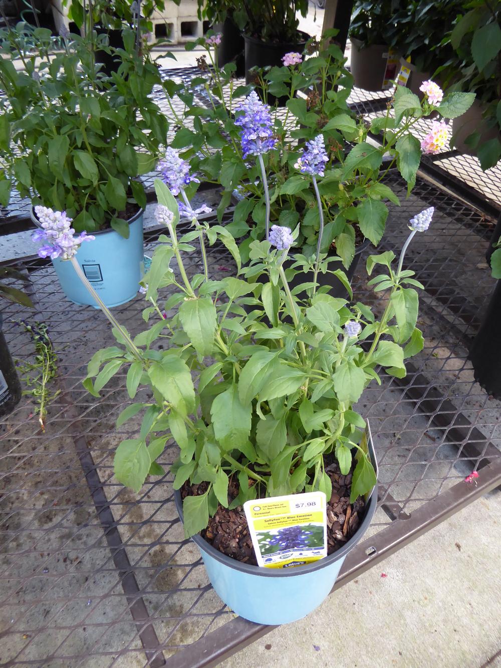 Mealycup Sage (Salvia farinacea Sallyfun™ Blue Emotion) in the Salvias