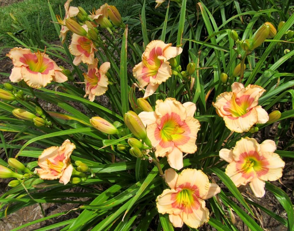 Daylily (Hemerocallis 'Jenny Kissed Me') in the Daylilies Database