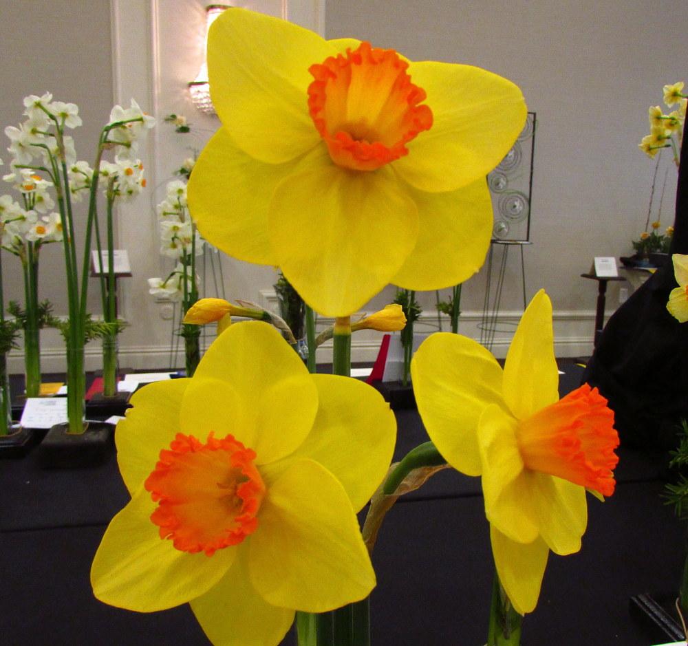 Large Cupped Daffodil (Narcissus 'American Cowboy') in the Daffodils