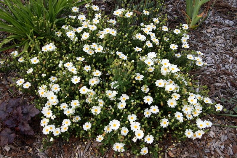 Photo of the entire plant of SageLeaf Rockrose (Cistus salviifolius