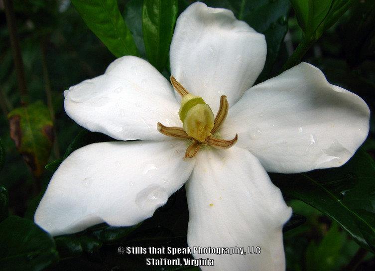 Gardenias Plant Care and Collection of Varieties