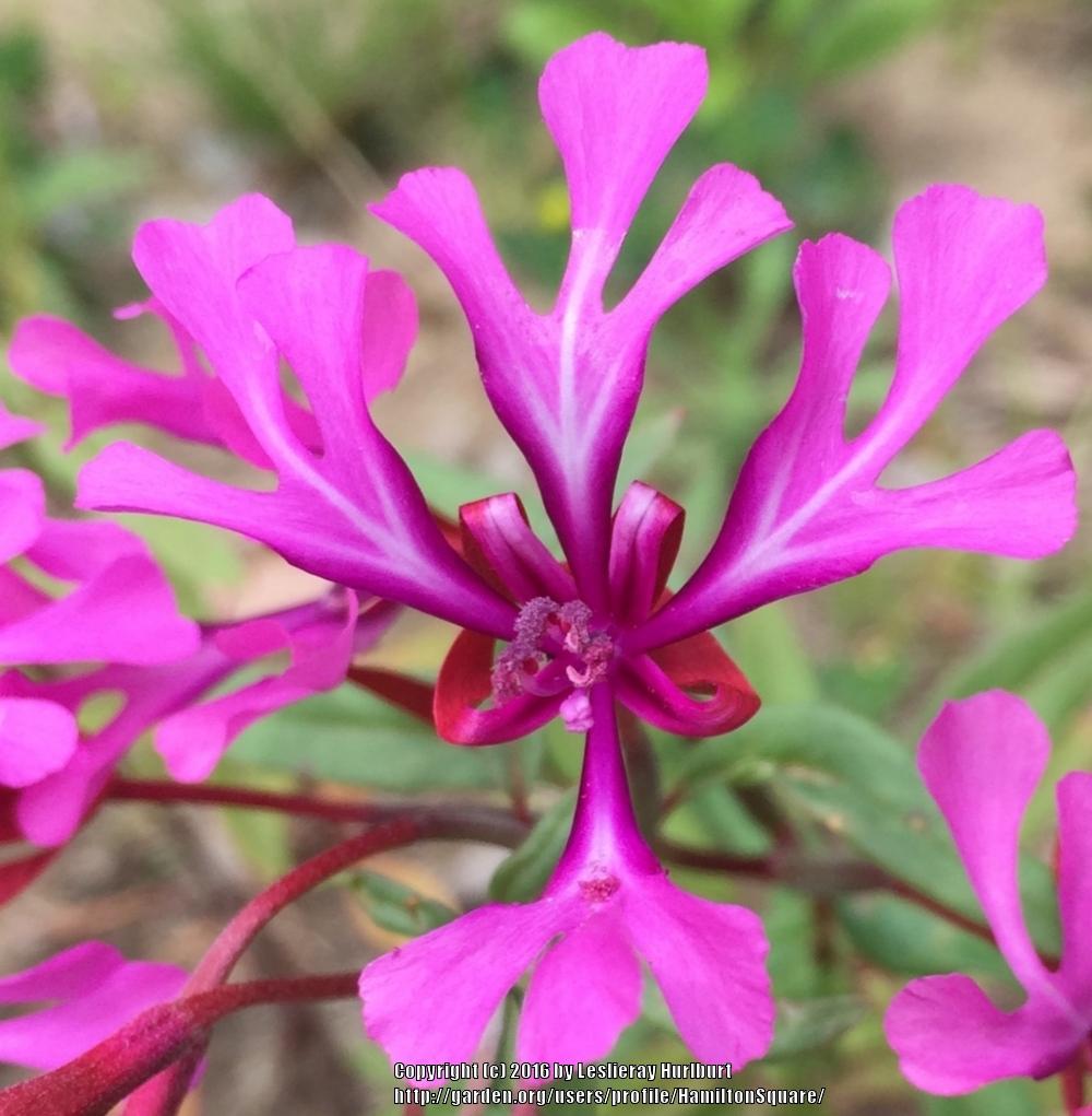 Red Ribbons (Clarkia concinna)