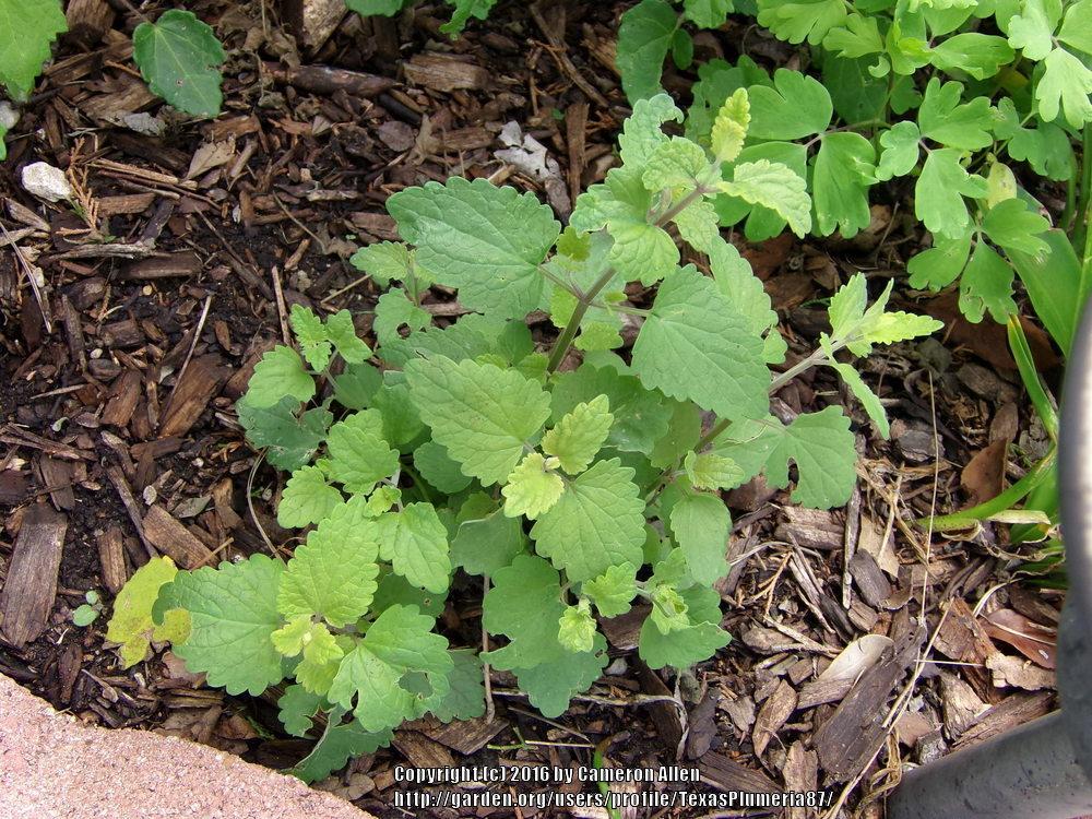 Photo of the seedling or young plant of Hummingbird Mint (Agastache cana) posted by