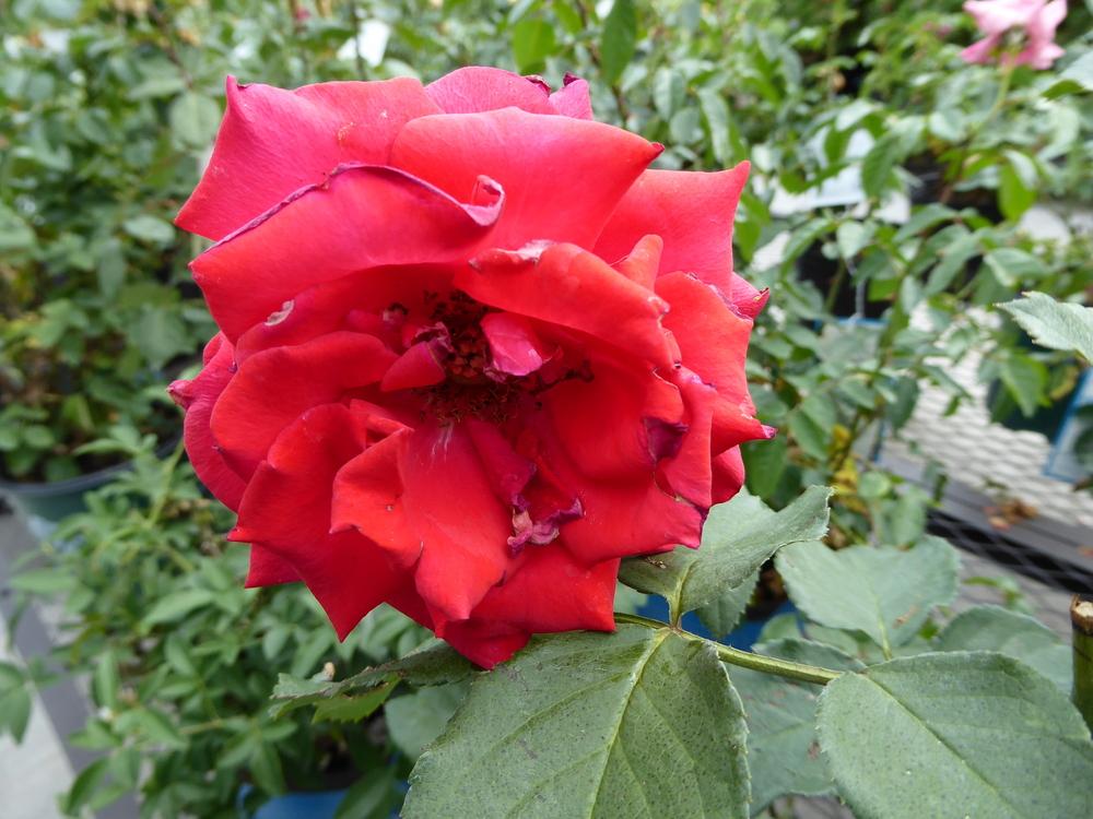 Photo of the bloom of Rose (Rosa 'Oklahoma') posted by mellielong