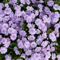 English Primrose (Primula vulgaris 'Quaker's Bonnet') in the