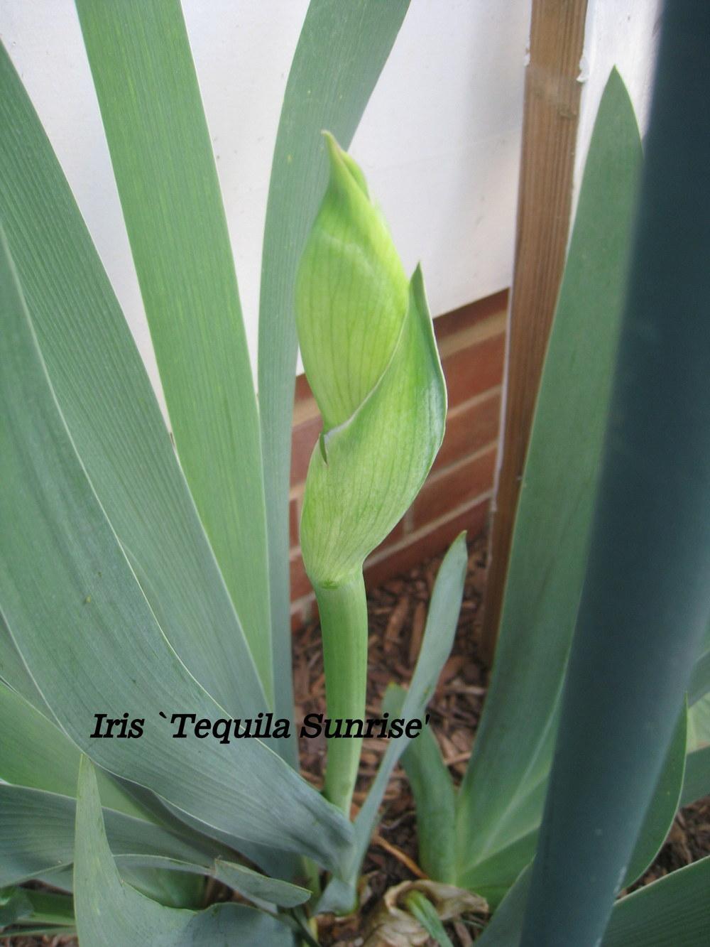 Photo of the closeup of buds, sepals and receptacles of Tall Bearded