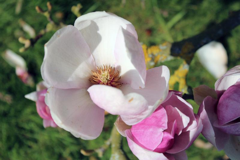 Photo of the bloom of Saucer Magnolia (Magnolia x soulangeana