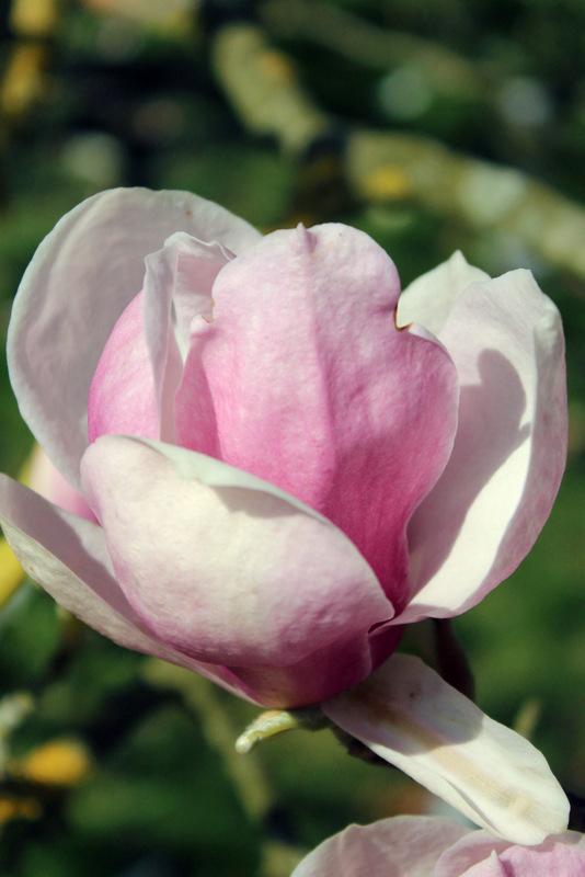 Saucer Magnolia (Magnolia x soulangeana 'Verbanica') in the Magnolias