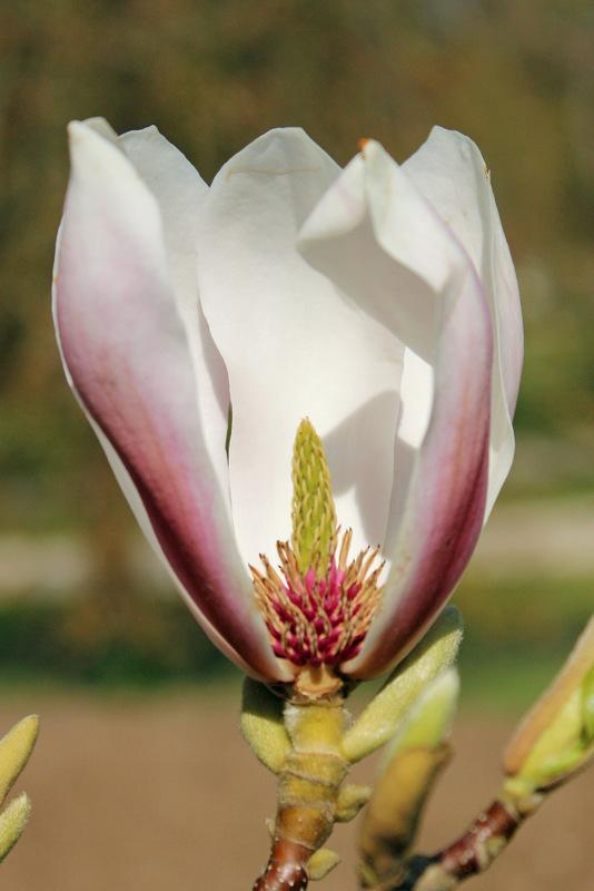 Photo of the closeup of buds, sepals and receptacles of Saucer Magnolia