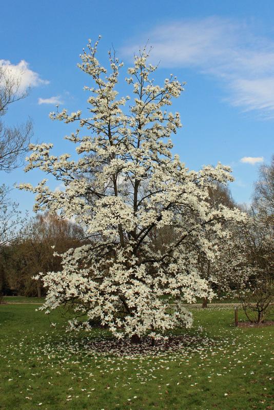 Cylindrical Magnolia (Magnolia cylindrica) in the Magnolias Database