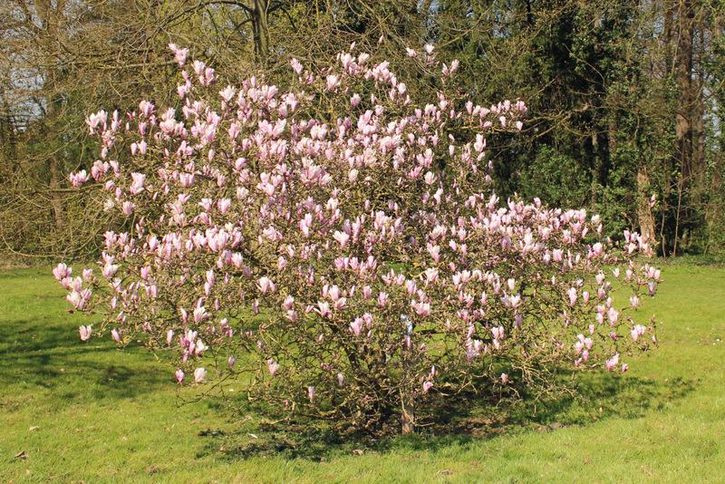 Magnolia Henry Kern' in the Magnolias Database