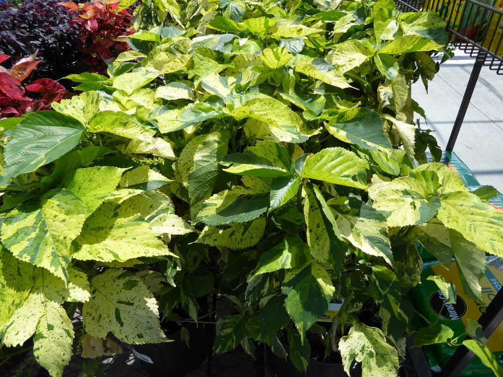 Photo of the entire plant of Copper Plant (Acalypha wilkesiana