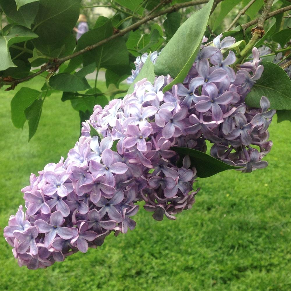 Photo of the bloom of French Lilac (Syringa vulgaris 'President Lincoln