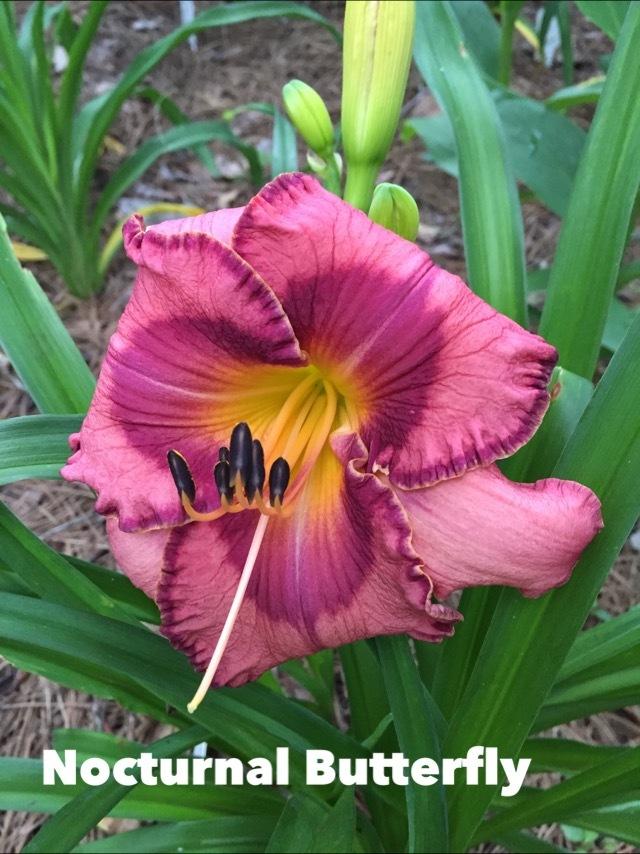 Photo of the bloom of Daylily (Hemerocallis 'Nocturnal Butterfly