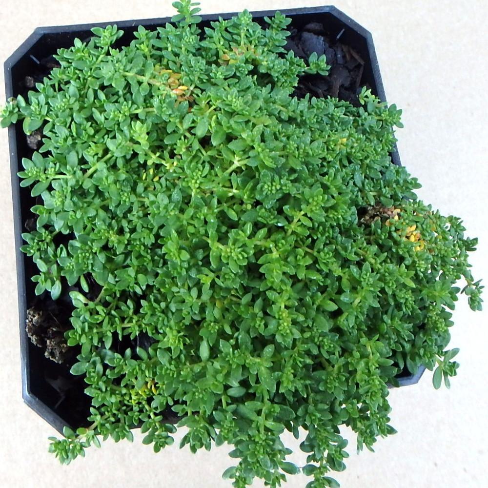 Miniature Stonecrop (Valantia hispida) - Garden.org