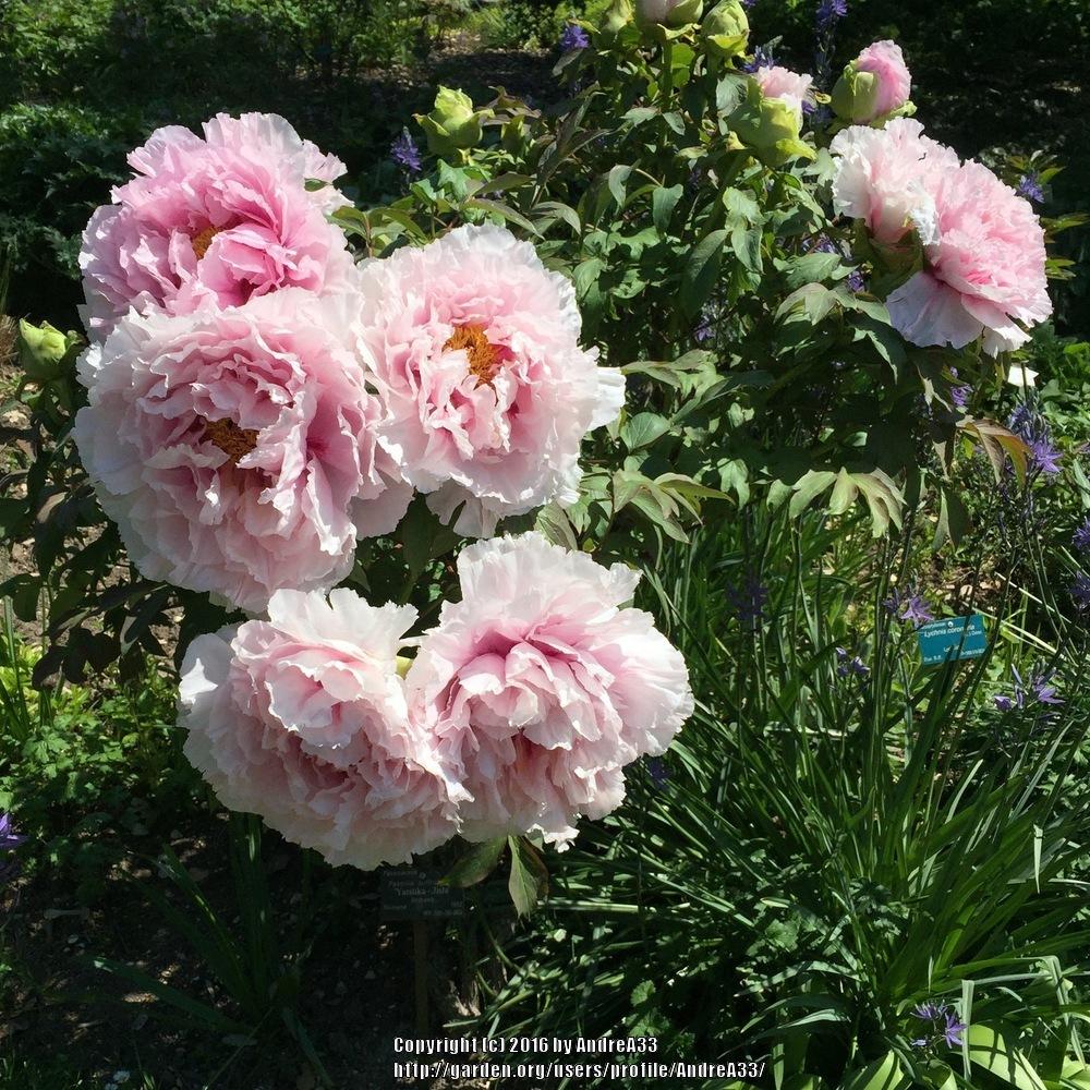Japanese Tree Peony (Paeonia x suffruticosa 'Yatsukajishi') in the