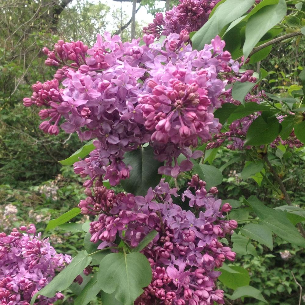 Lilacs Plant Care and Collection of Varieties