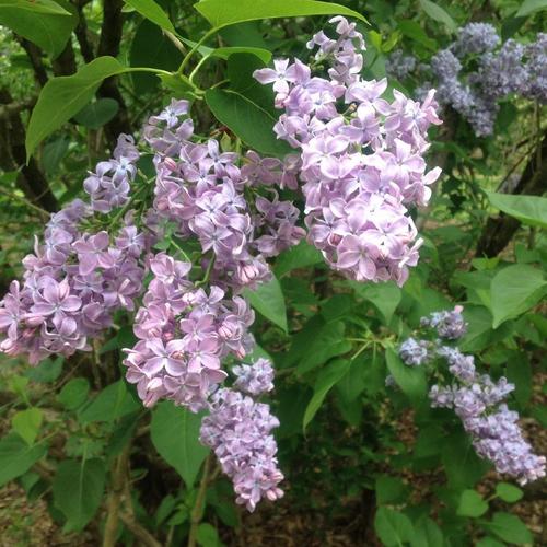 Common Lilac (Syringa vulgaris 'Maurice Barres') in the Lilacs Database