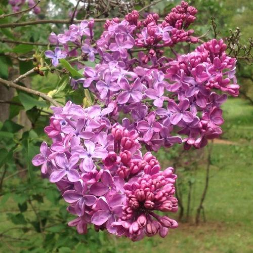 Common Lilac (Syringa vulgaris 'EllieMarie') in the Lilacs Database