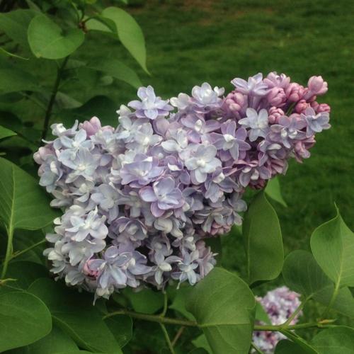 Common Lilac (Syringa vulgaris 'Hippolyte Maringer') in the Lilacs