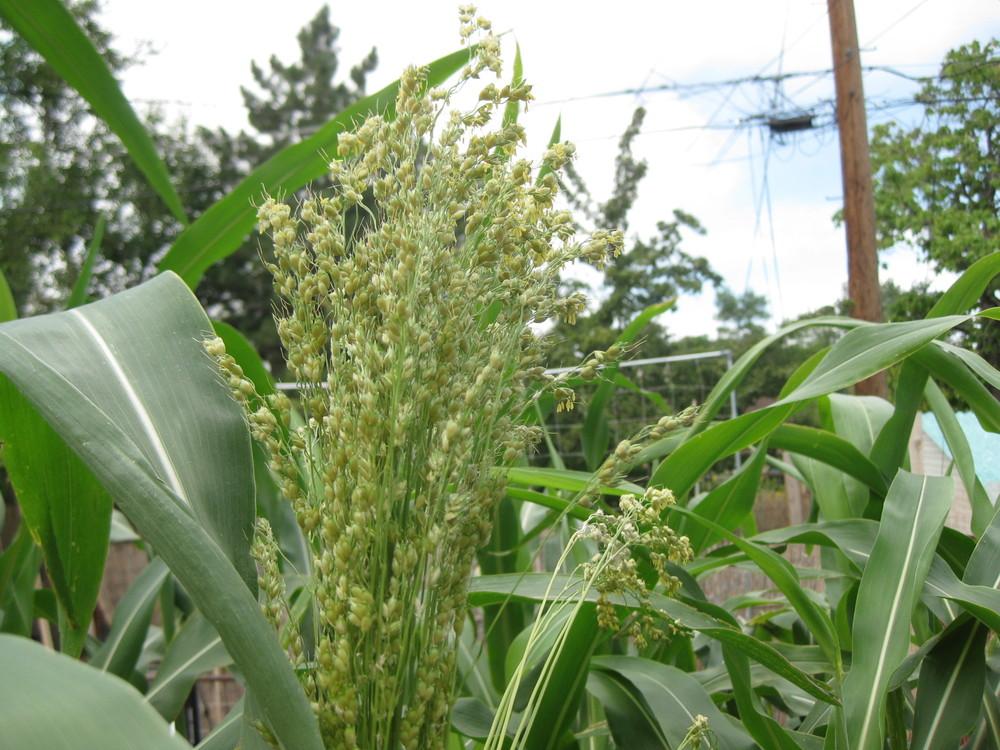 Broom Corn = in The Excellent