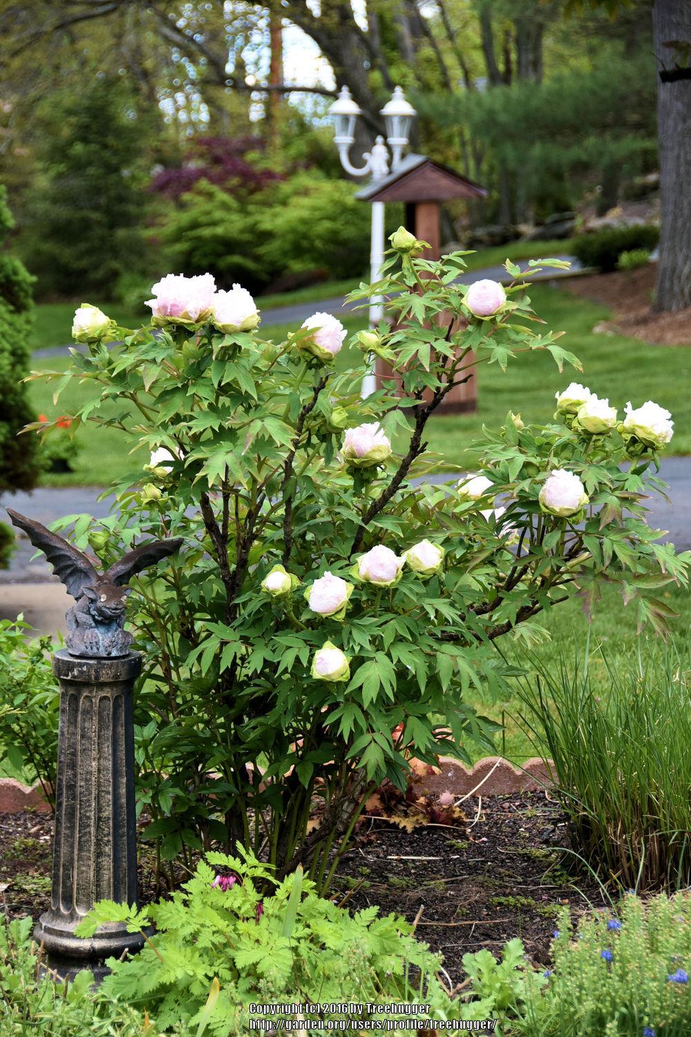 Photo of the entire plant of Japanese Tree Peony (Paeonia x