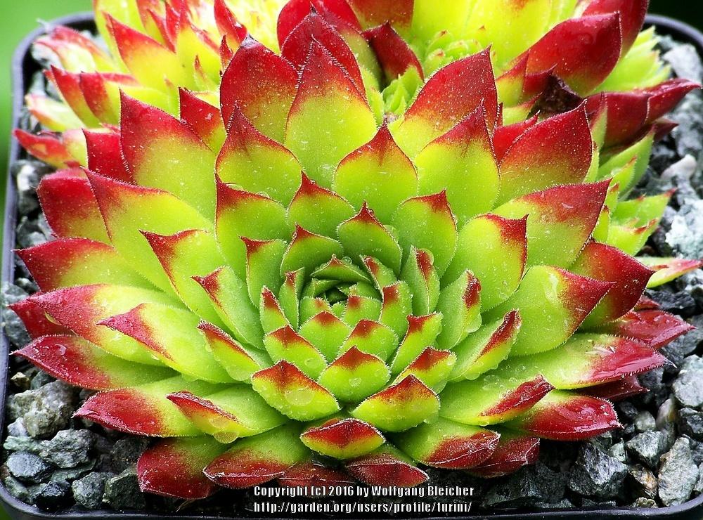 Jovibarbas Plant Care and Collection of Varieties