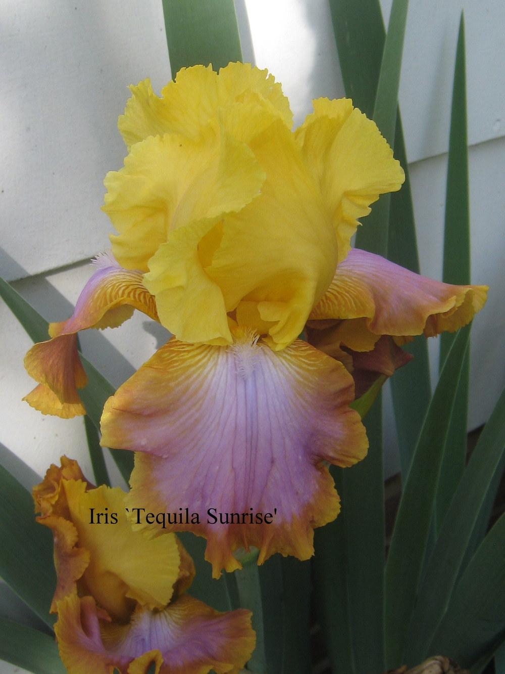 Tall Bearded Iris (Iris 'Tequila Sunrise') in the Irises Database