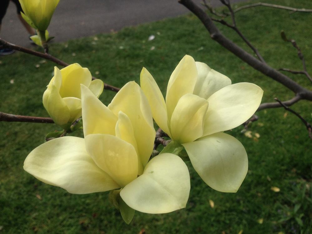 Magnolia 'Golden Gift' in the Magnolias Database