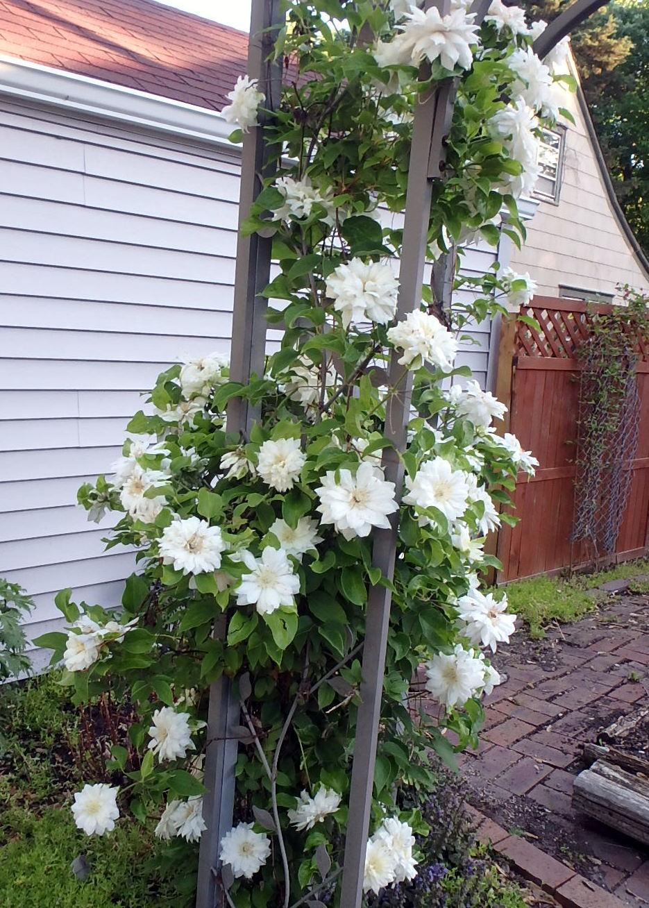 Photo of the entire plant of Clematis 'Duchess of Edinburgh' posted by