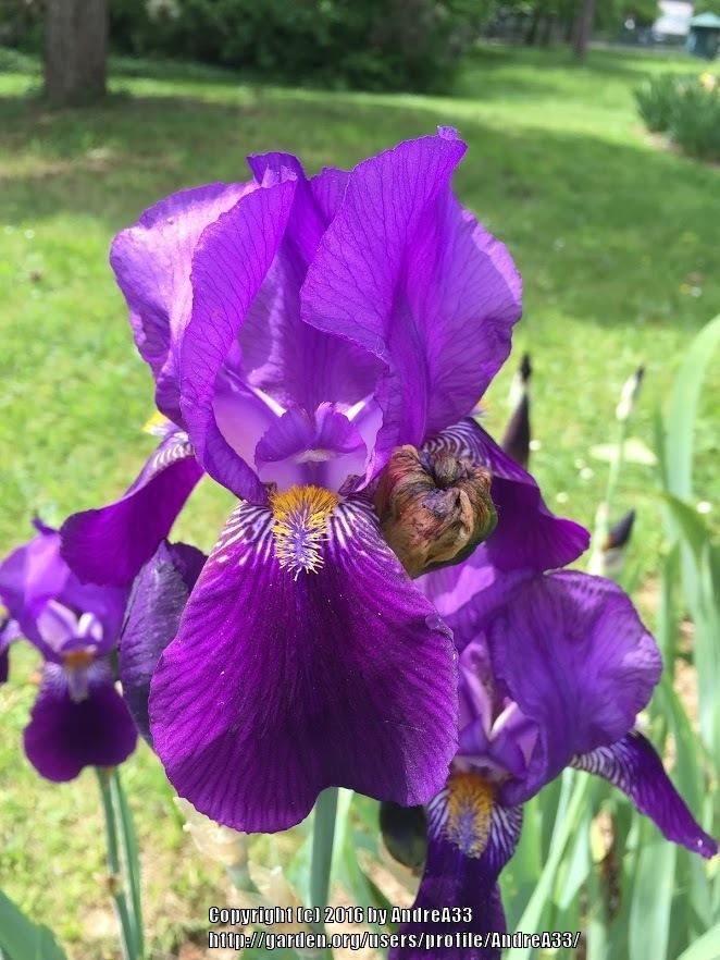 Tall Bearded Iris (Iris 'Joanna') in the Irises Database