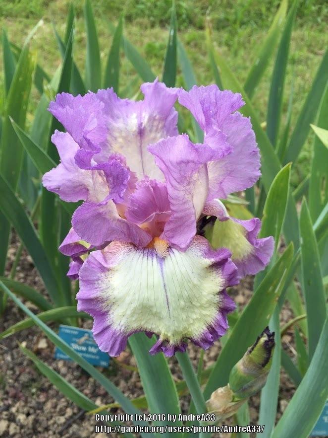 Tall Bearded Iris (Iris 'Violet Rings') in the Irises Database
