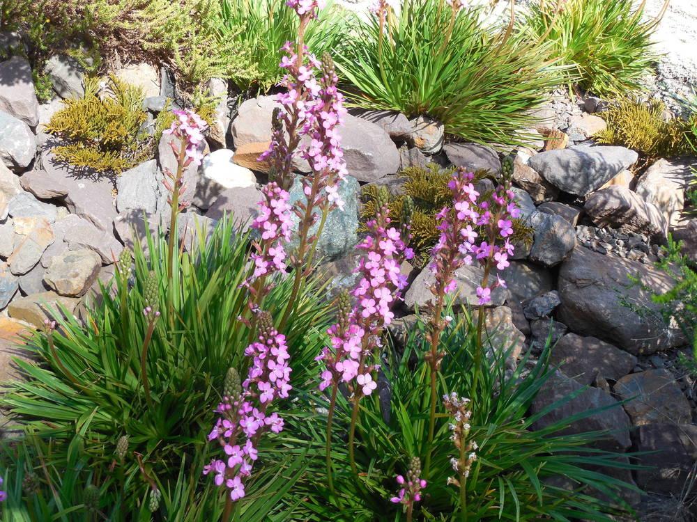 Photo of the entire plant of Grass Trigger Plant (Stylidium