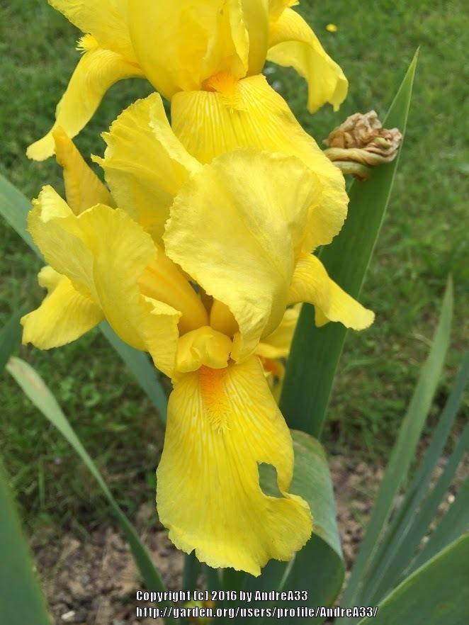Tall Bearded Iris (Iris 'Trompette') in the Irises Database