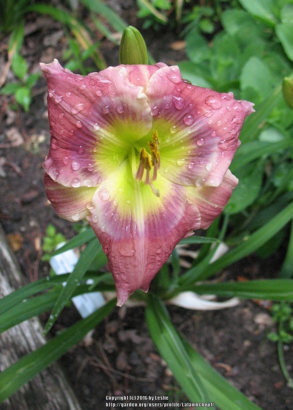 Photo of the bloom of Daylily (Hemerocallis 'Mixed Berry Jam') posted